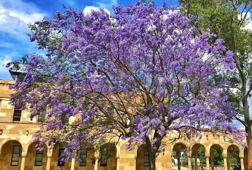 澳洲大学申诉指导